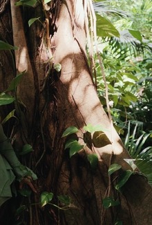 Eric meets Little Dragon wild side as they explore their desire amidst the deserted islands allure